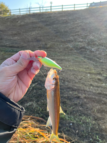 アブラハヤの釣果