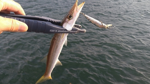 カマスの釣果