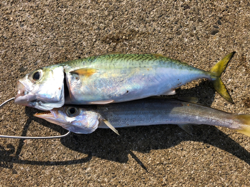 サバの釣果