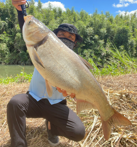 ハクレンの釣果