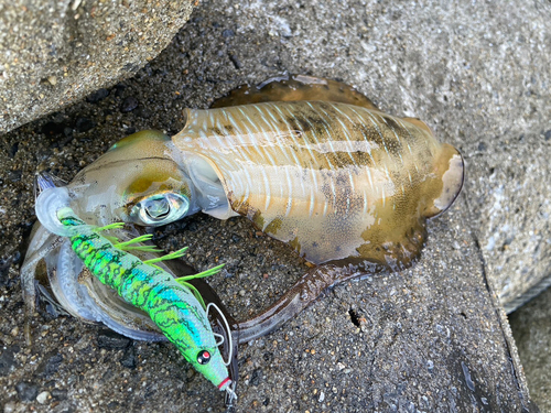 アオリイカの釣果