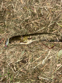 ナマズの釣果