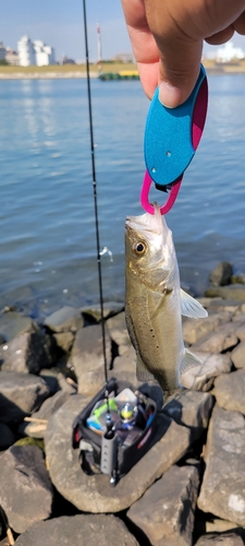 セイゴ（タイリクスズキ）の釣果