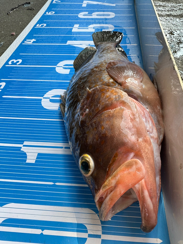 アコウの釣果