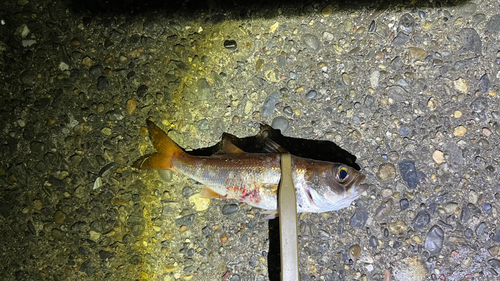 ムツの釣果