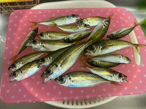 アジの釣果