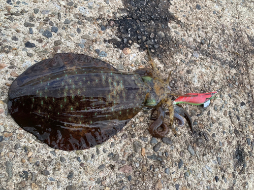 アオリイカの釣果