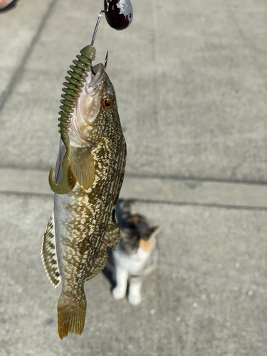 アイナメの釣果