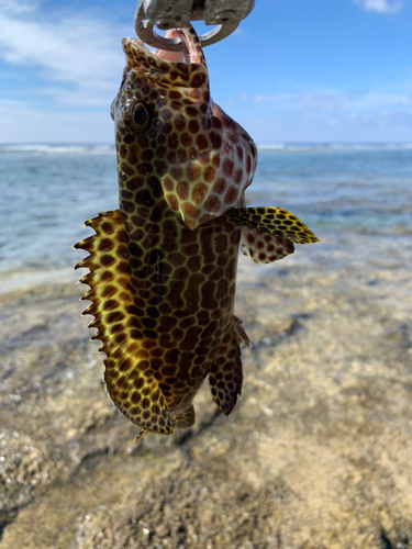 イシミーバイの釣果