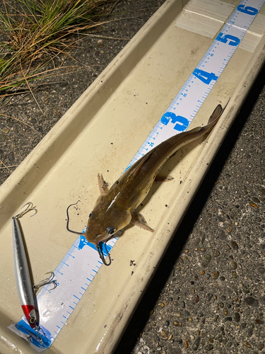 アメリカナマズの釣果