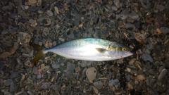 イナダの釣果