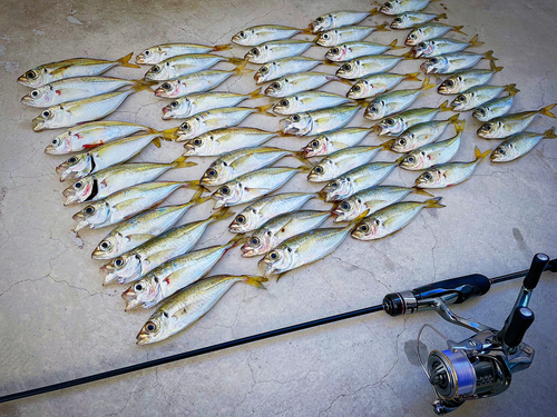 アジの釣果