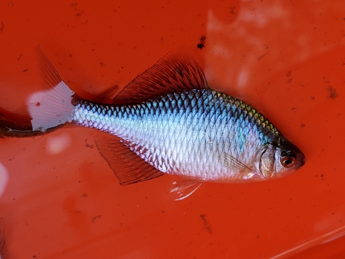 タイリクバラタナゴの釣果