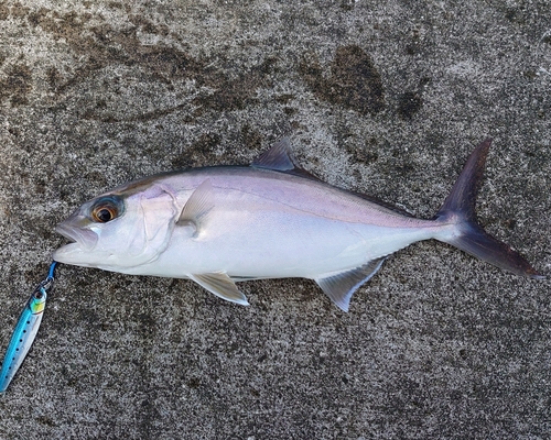 ショゴの釣果