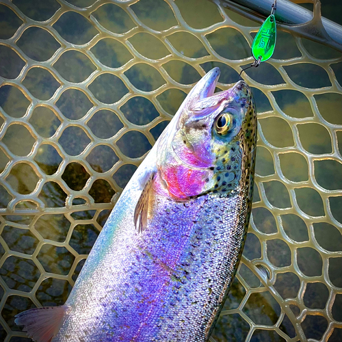 ニジマスの釣果