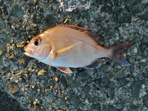 チダイの釣果