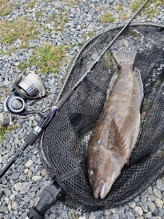 アブラコの釣果