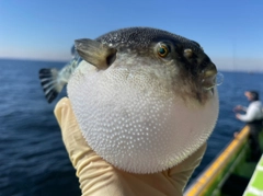 トラフグの釣果