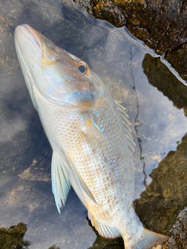 ハマフエフキの釣果