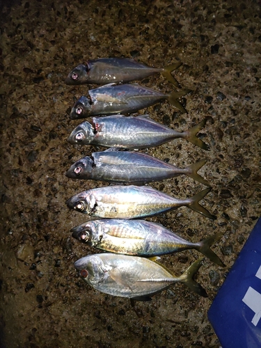 アジの釣果