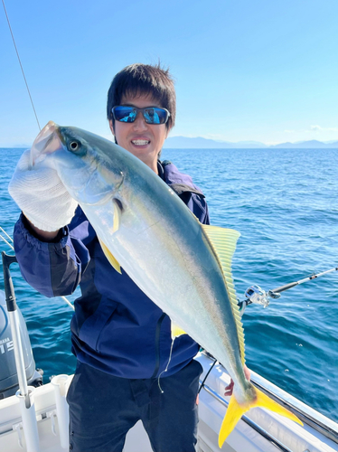 ハマチの釣果