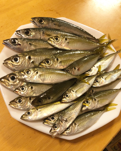 アジの釣果