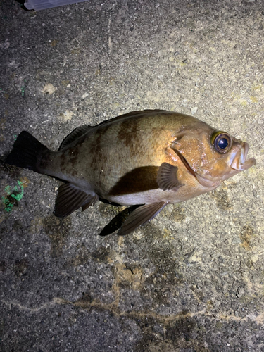 メバルの釣果