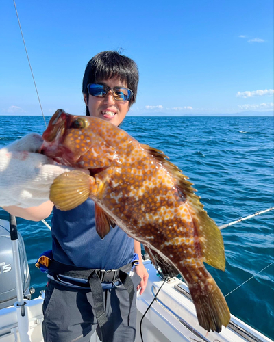 アコウの釣果