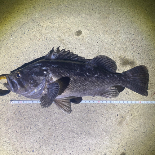 クロソイの釣果