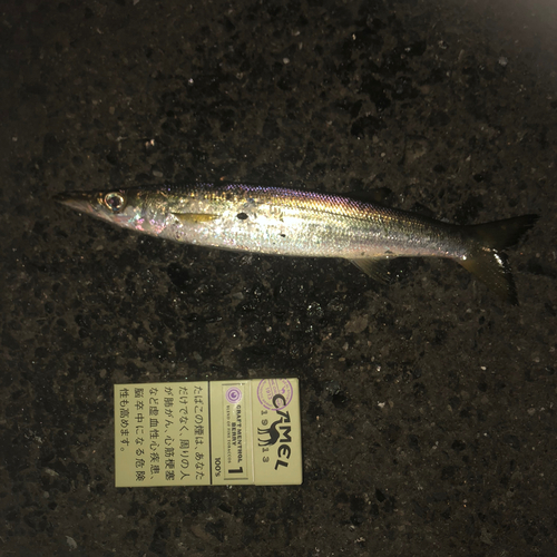 カマスの釣果