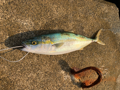 イナダの釣果