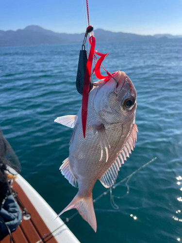 チャリコの釣果