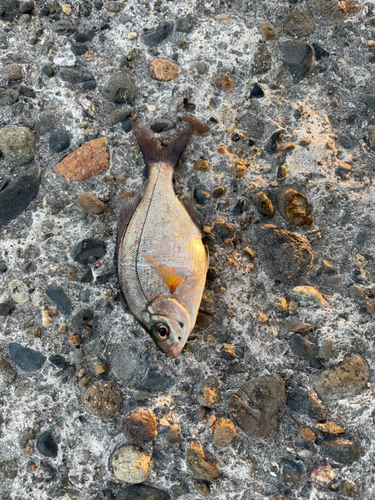 ウミタナゴの釣果