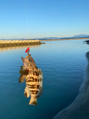 チャイロマルハタの釣果