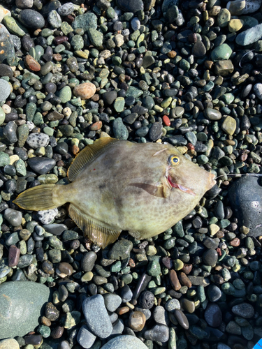 カワハギの釣果