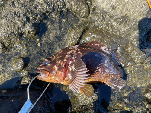 カサゴの釣果