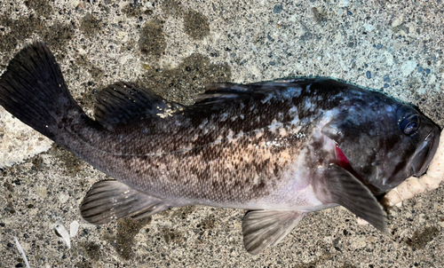 クロソイの釣果