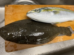 ヒラメの釣果