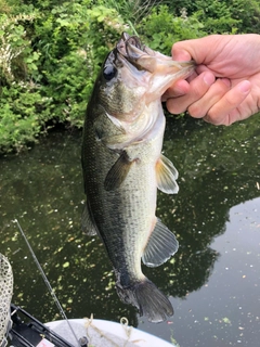 ラージマウスバスの釣果