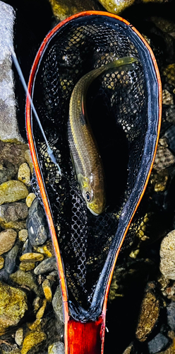 カワムツの釣果