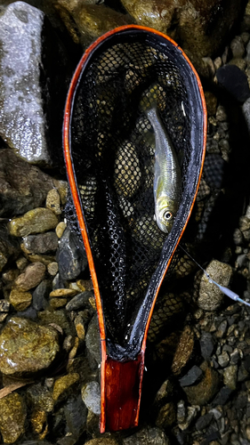 カワムツの釣果