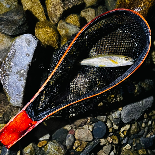 カワムツの釣果