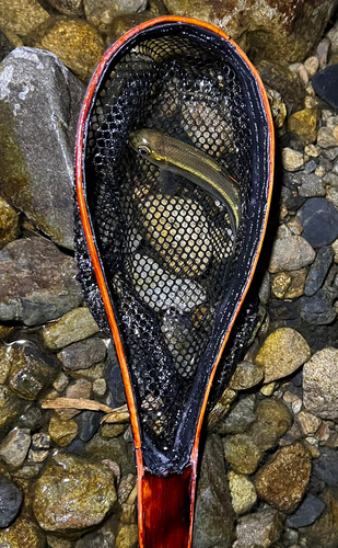 カワムツの釣果