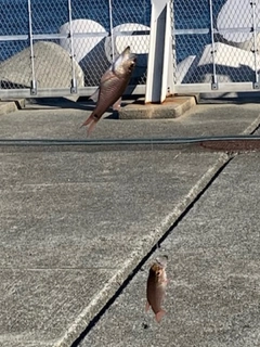 ネンブツダイの釣果