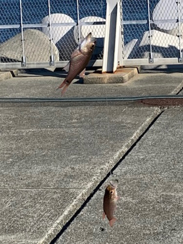 ネンブツダイの釣果