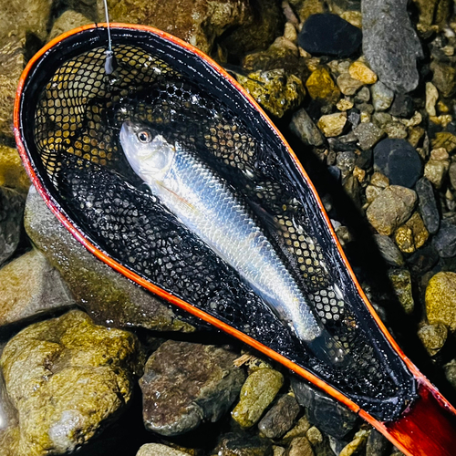 オイカワの釣果