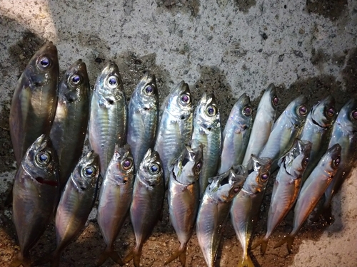 アジの釣果