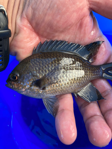 スズメダイの釣果