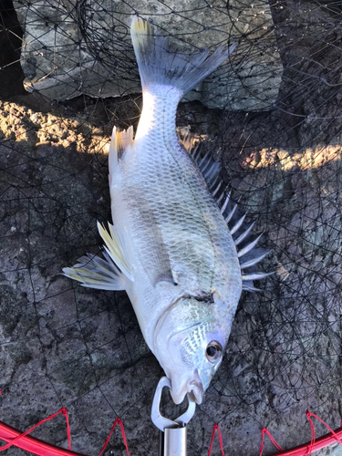 キビレの釣果