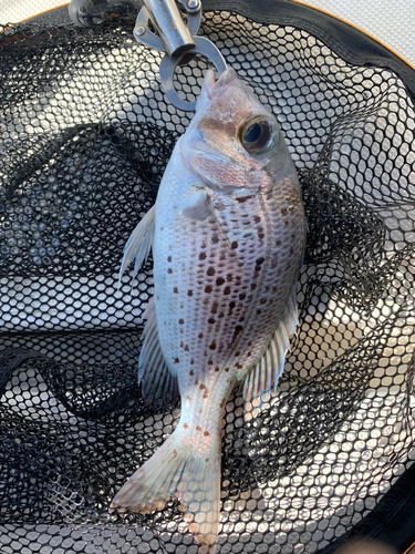 シロダイの釣果